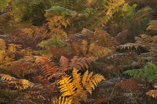 13-nature-photography-forest-photography-ferns-autumn-sonian-brussels - copie-2